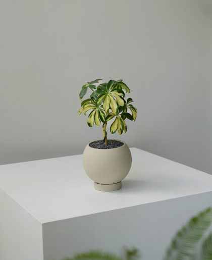 Schefflera Arboricola 'Dwarf Umbrella-Tree' Variegated W17cm