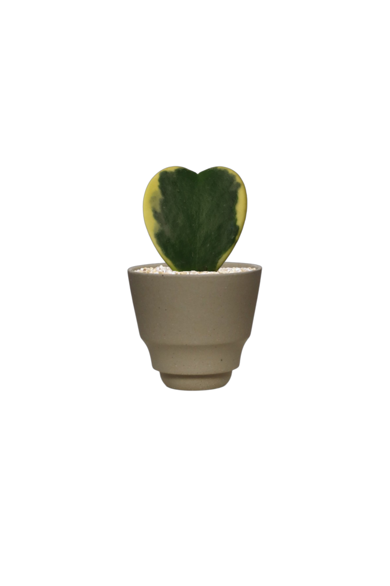 ZIMMU V-Shaped Ceramic Pot