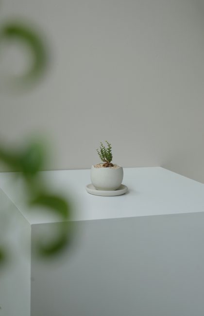 Trichodiadema Bulbosum 'African Bonsai' W6.5cm H16cm