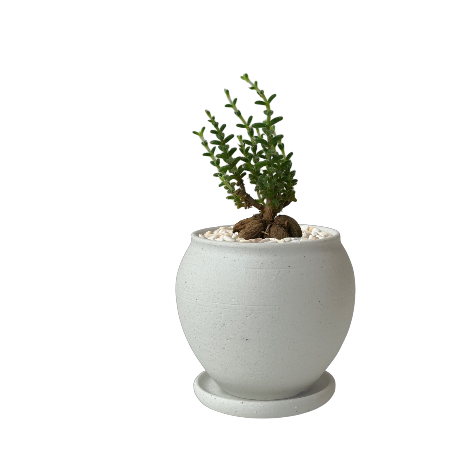 BRRUTO Jar Ceramic Pot