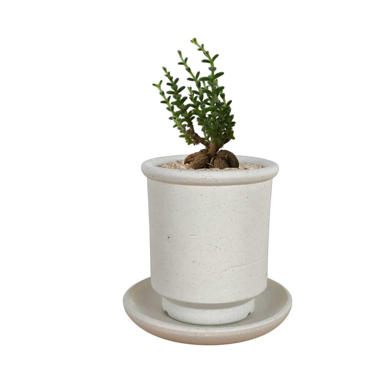 BRRUTO Tall Ceramic Pot