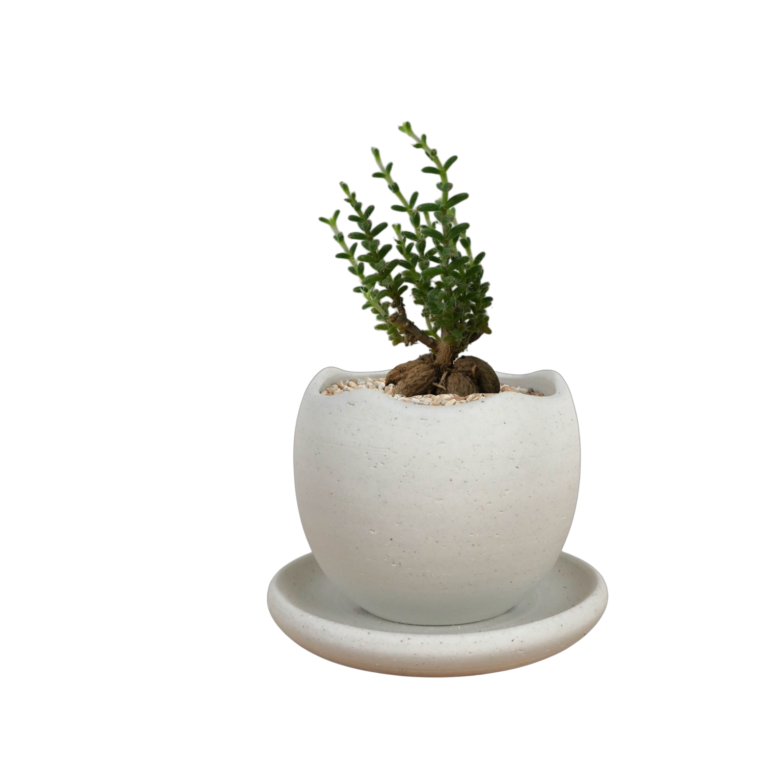 BRRUTO Wave Ceramic Pot