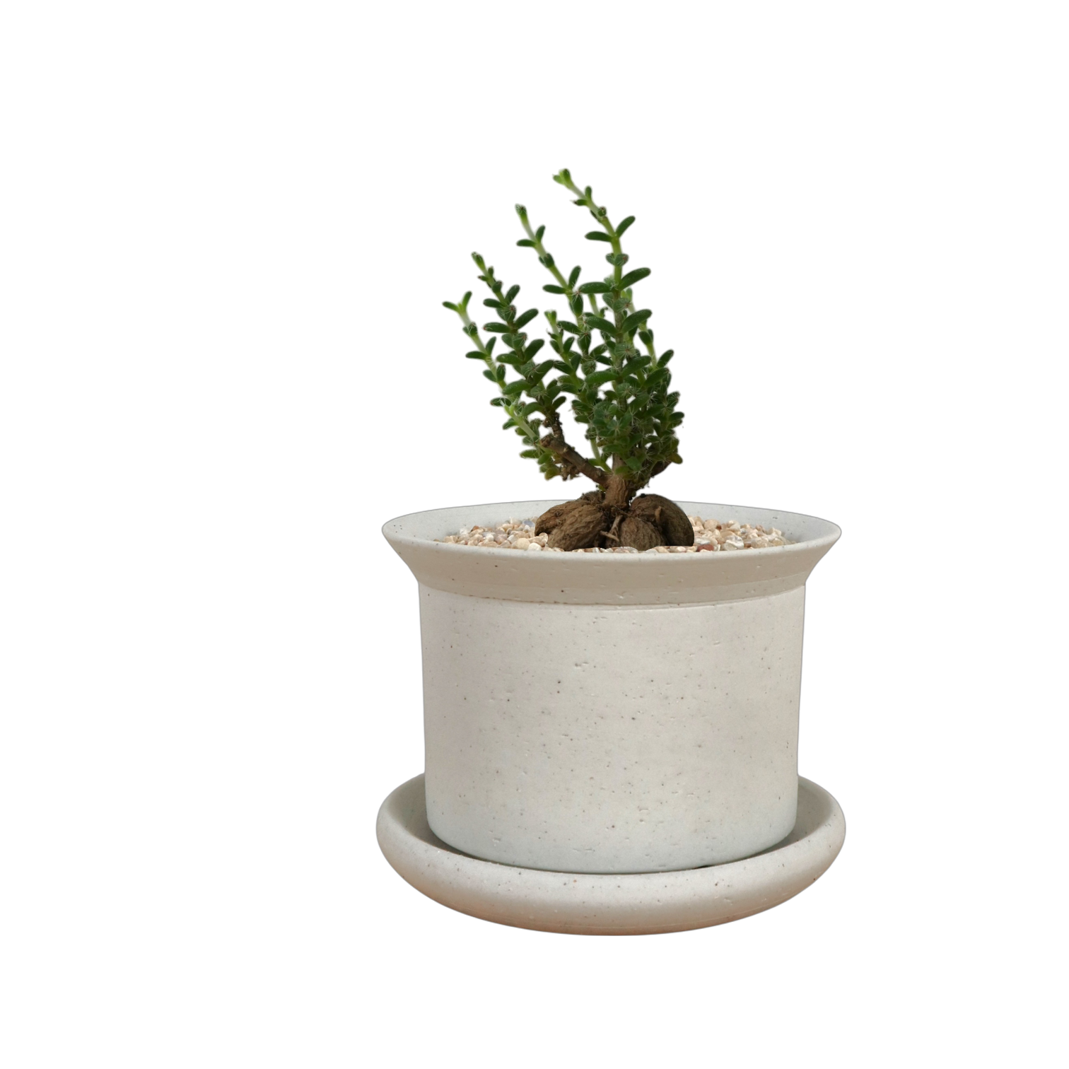 BRRUTO Y Ceramic Pot