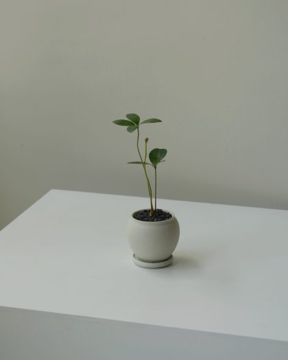 Zamia furfuracea 'Cardboard Palm' - Small W8cm
