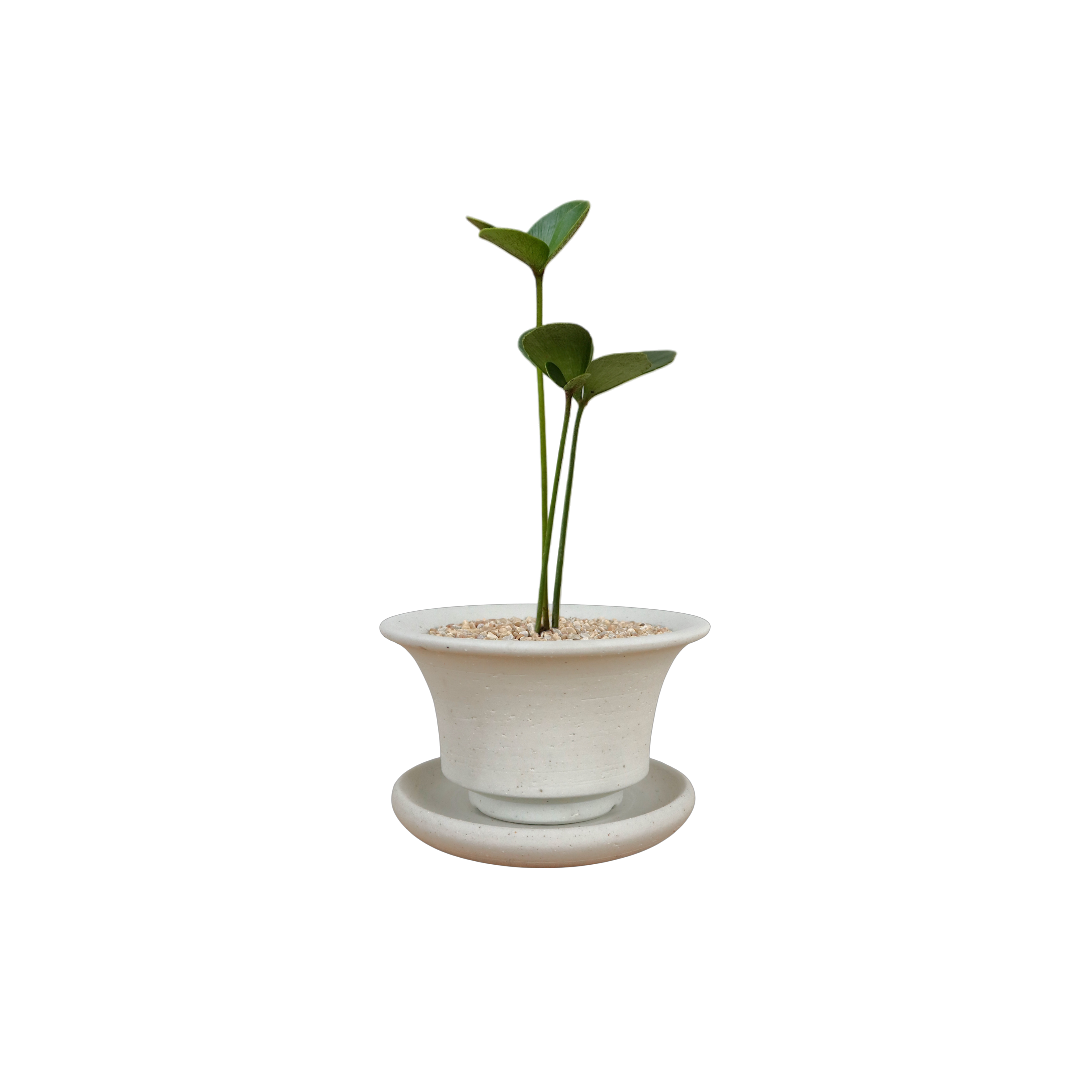 BRRUTO Curve Ceramic Pot