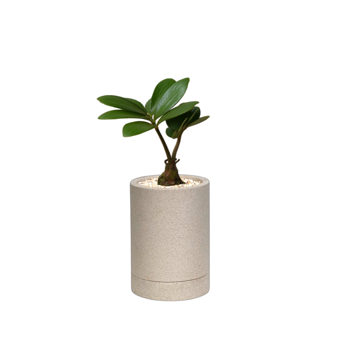 ENKEL Cylinder-Shaped Terrazzo Pot W8cm (Off-white)