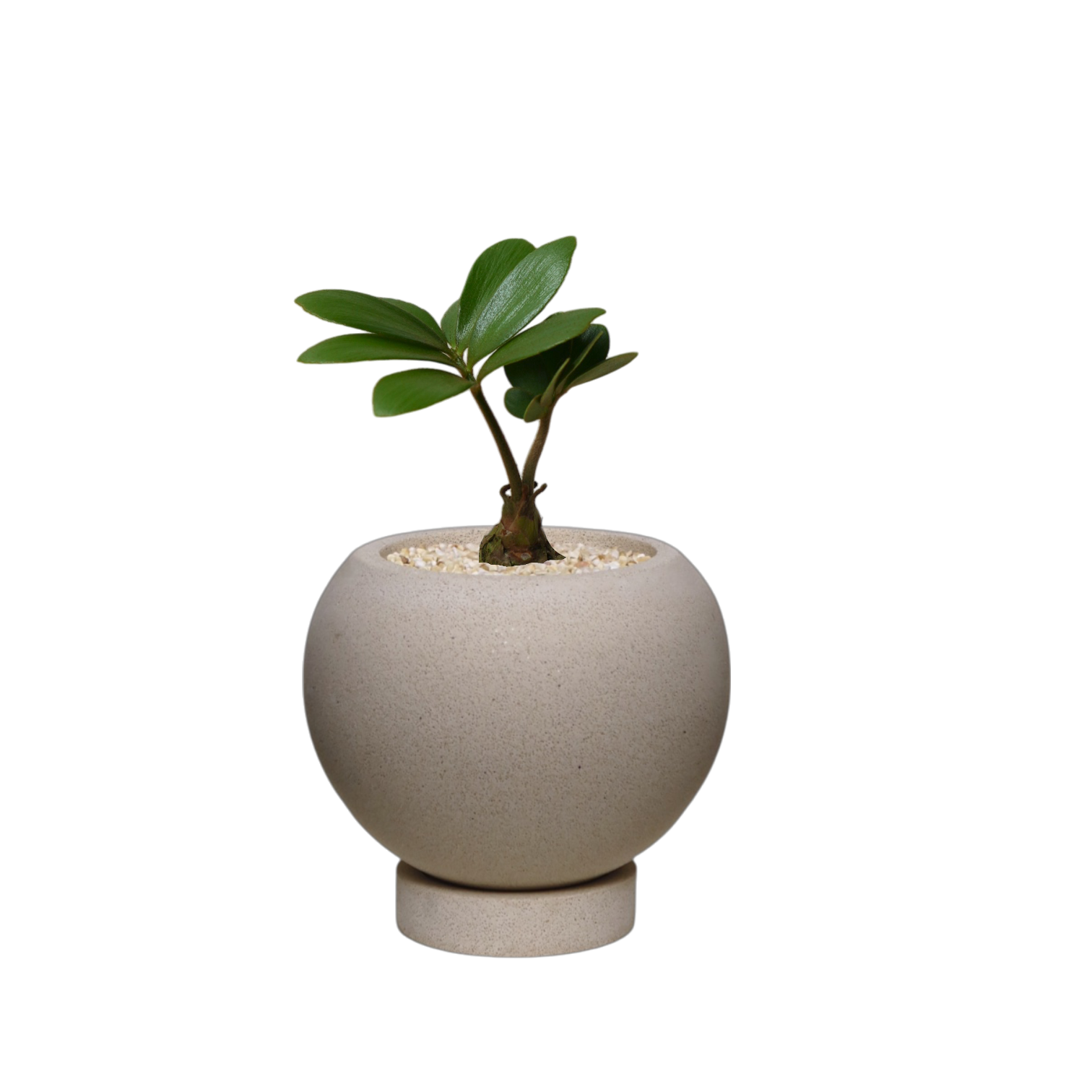 ENKEL Sphere-Shaped Terrazzo Pot with Flat Saucer