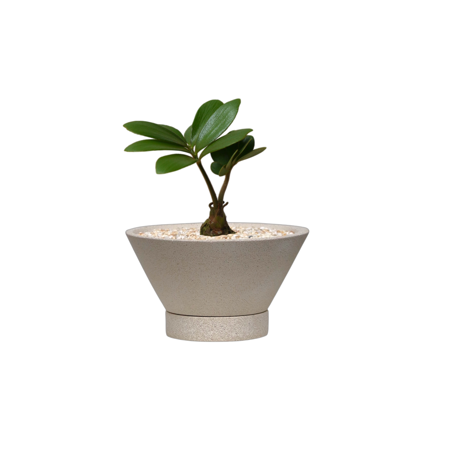 ENKEL V-Shaped Terrazzo Pot with Flat Saucer