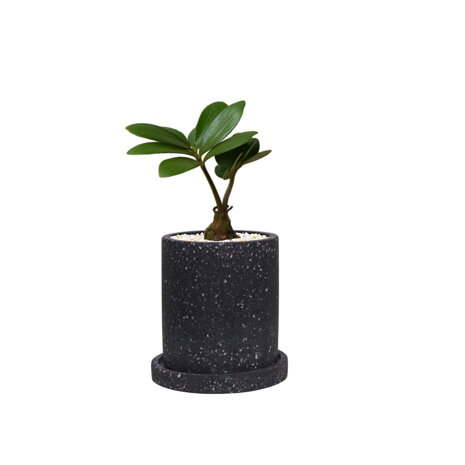 MOTT Terrazzo Pot  W10cm (Black)