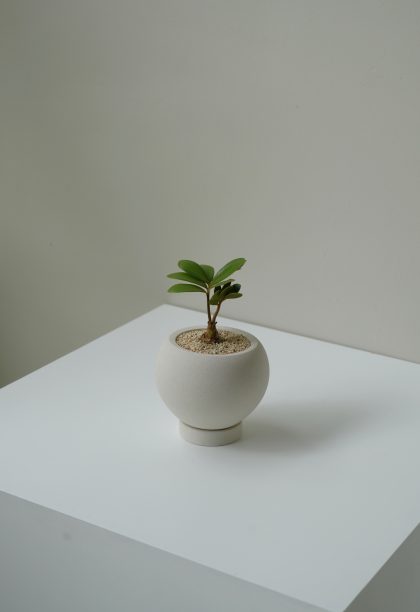 Zamia furfuracea 'Cardboard Palm' - Large W10cm