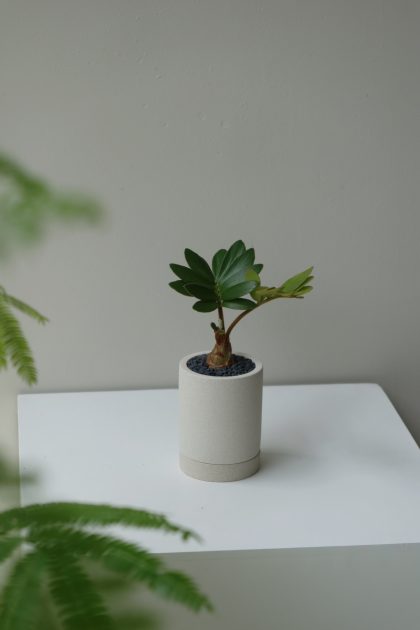 Zamia furfuracea 'Cardboard Palm' - Large W10cm