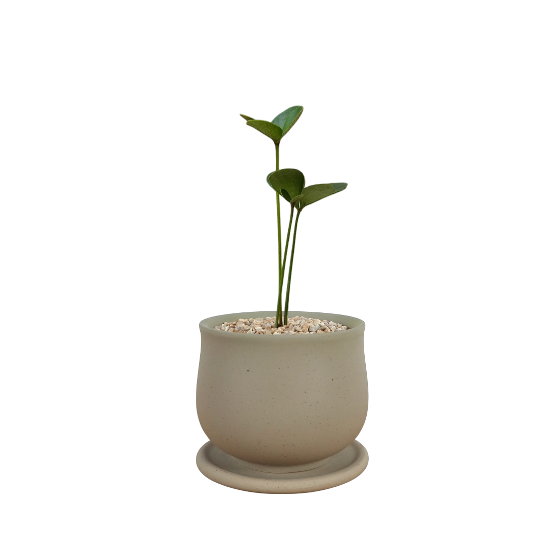 ASKEL Teacup-shaped Ceramic Pot W9cm