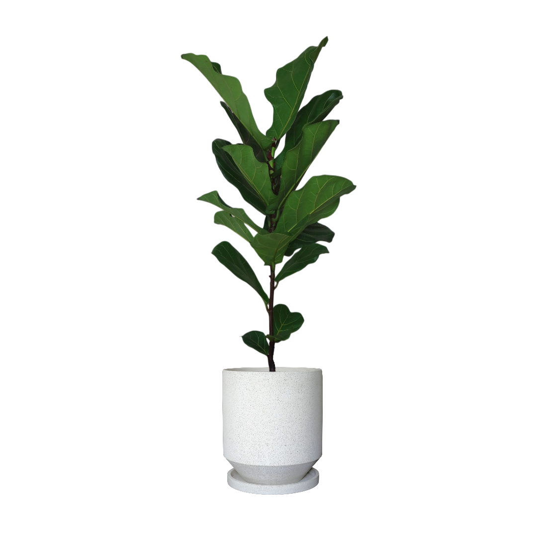 ENKEL Teacup-Shaped Terrazzo Pot W28cm (Off-white)