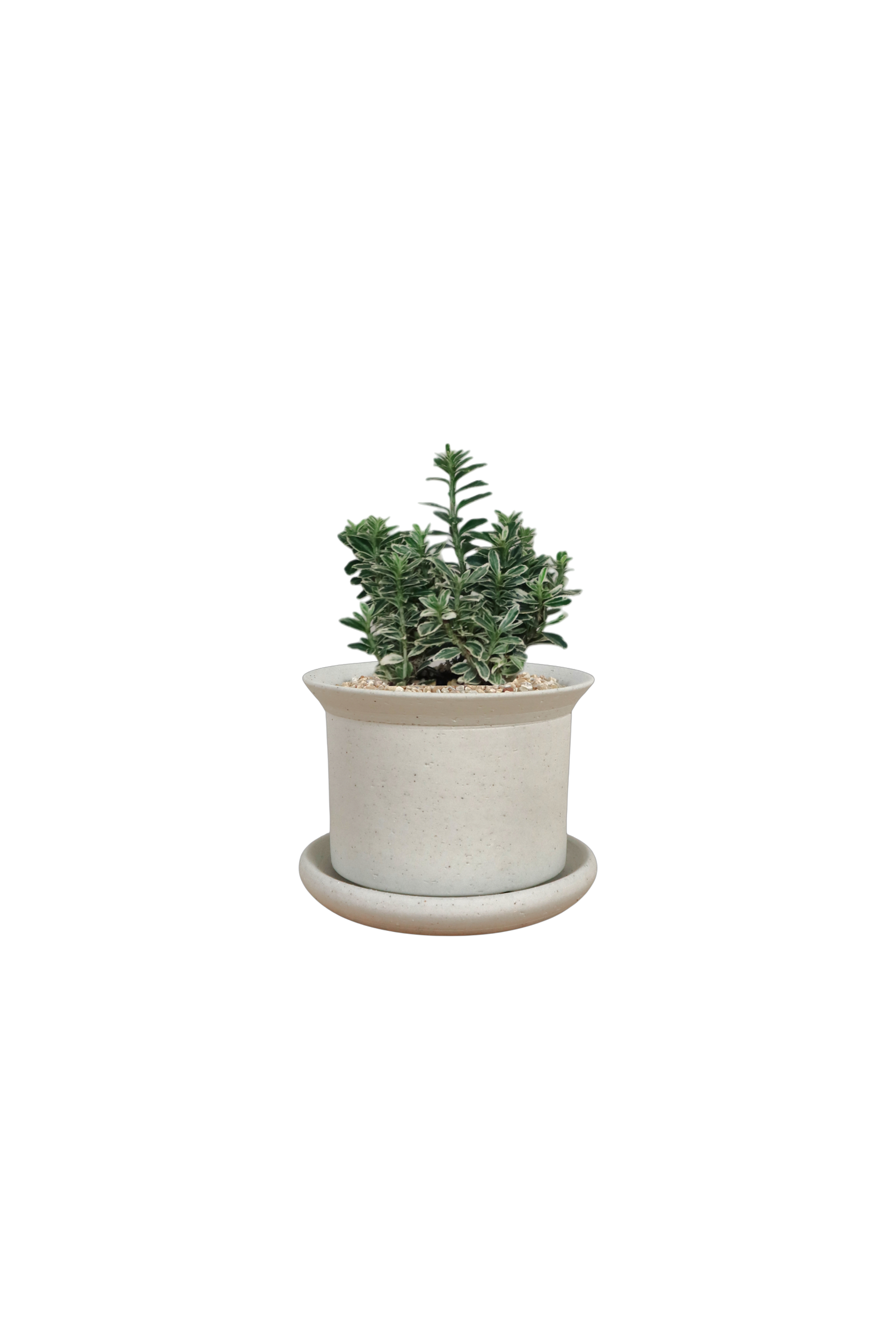 BRRUTO Y Ceramic Pot
