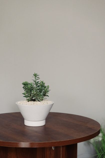 Euonymus Japonicus Microphyllus 'Tom Thumb' W8cm