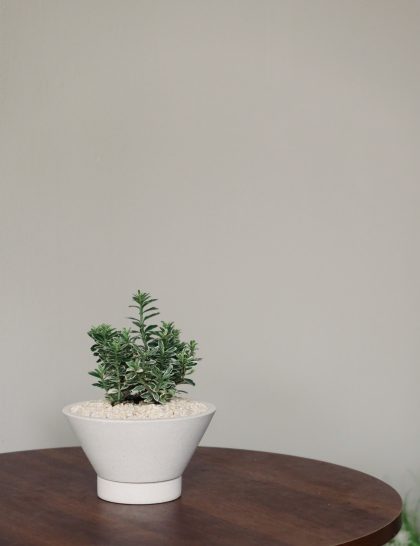 Euonymus Japonicus Microphyllus 'Tom Thumb' W8cm