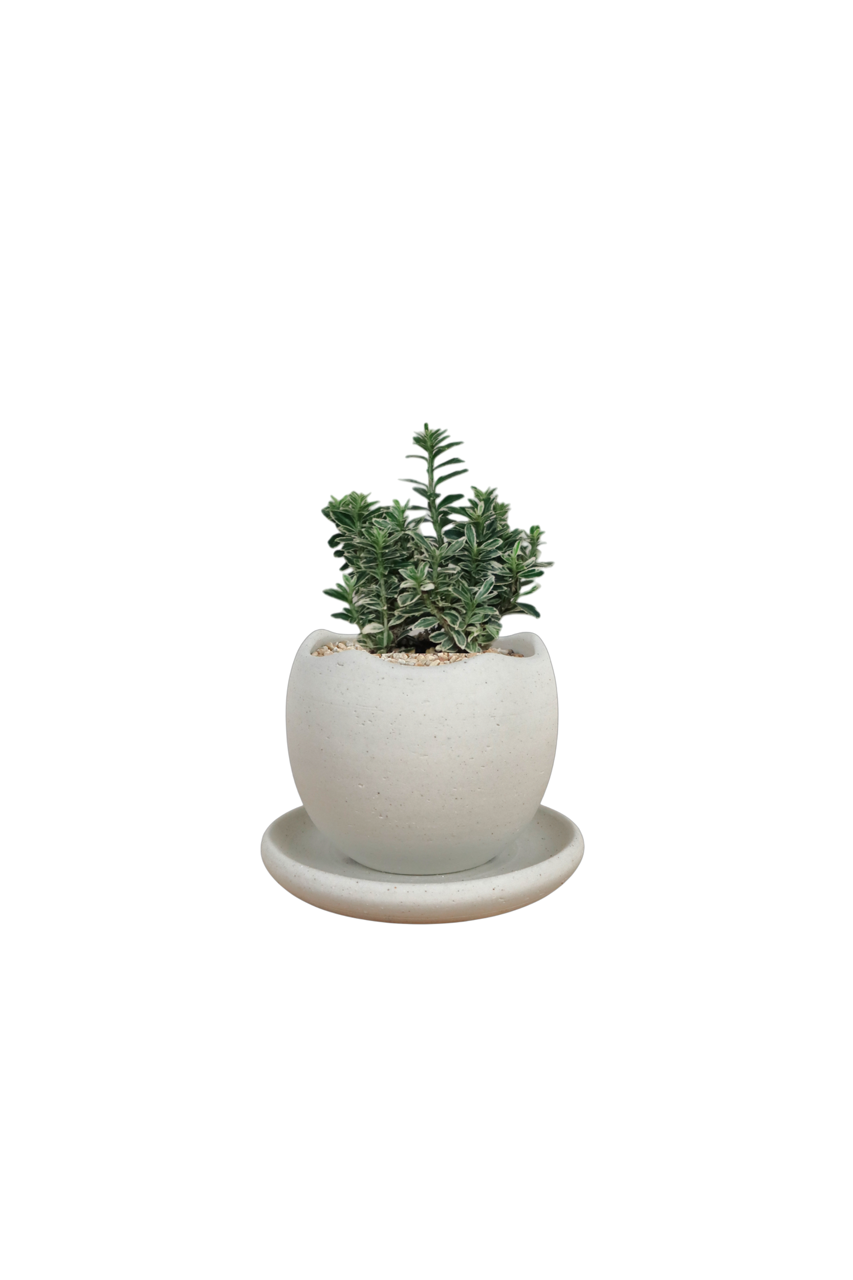 BRRUTO Wave Ceramic Pot