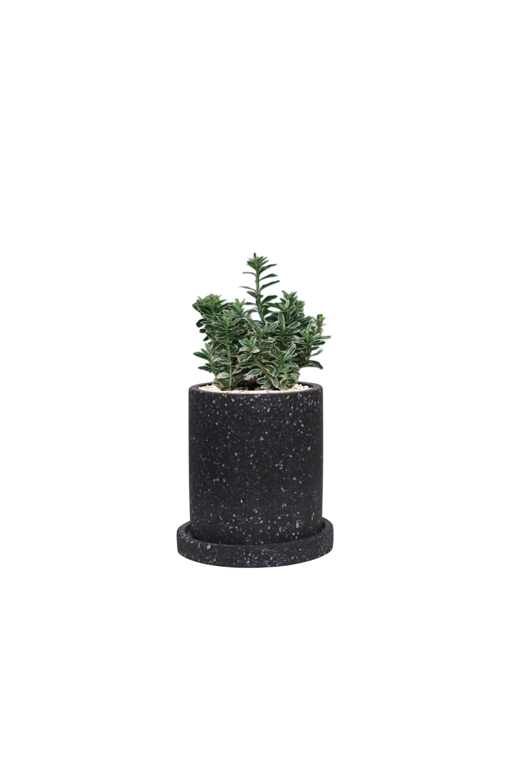 MOTT Terrazzo Pot  W10cm (Black)