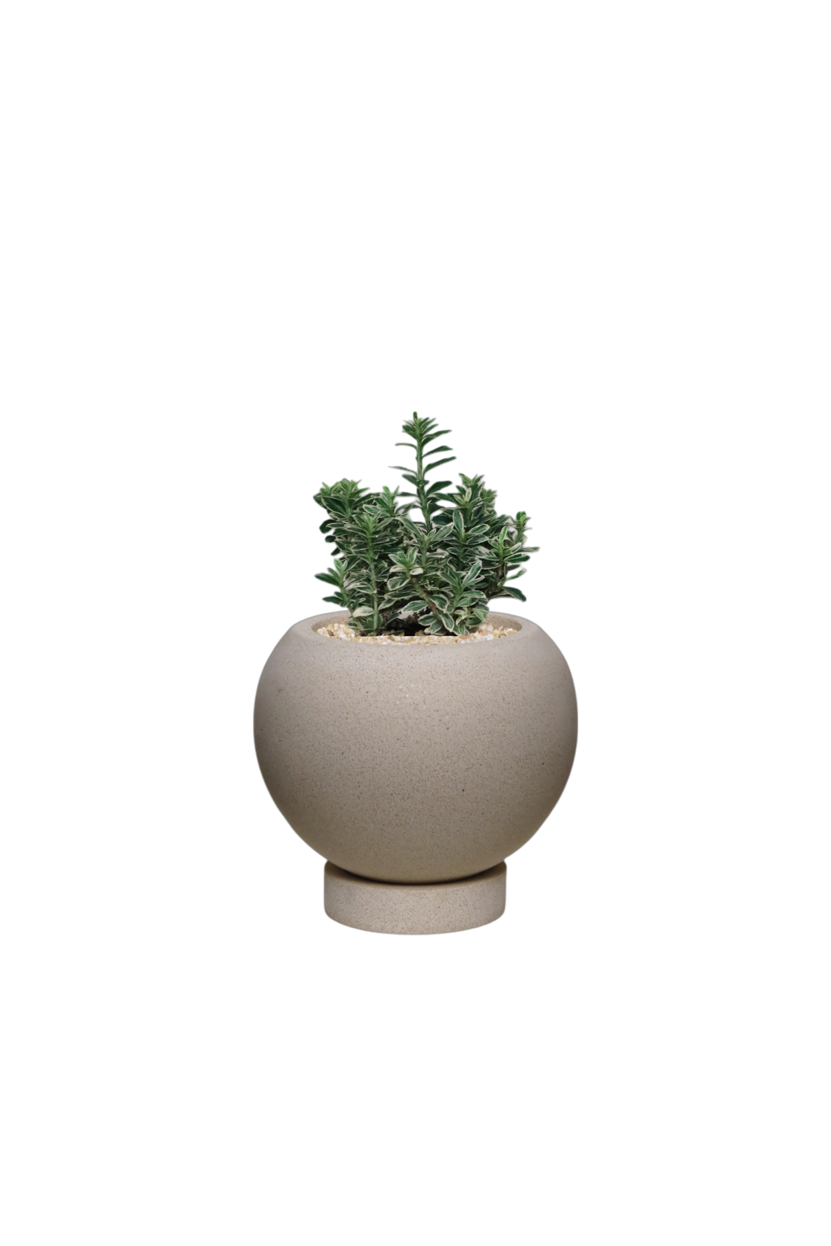 ENKEL Sphere-Shaped Terrazzo Pot with Flat Saucer