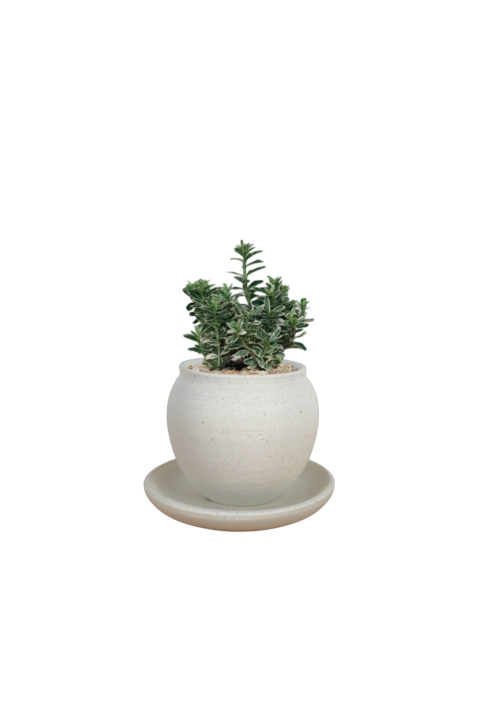 BRRUTO Jar Ceramic Pot
