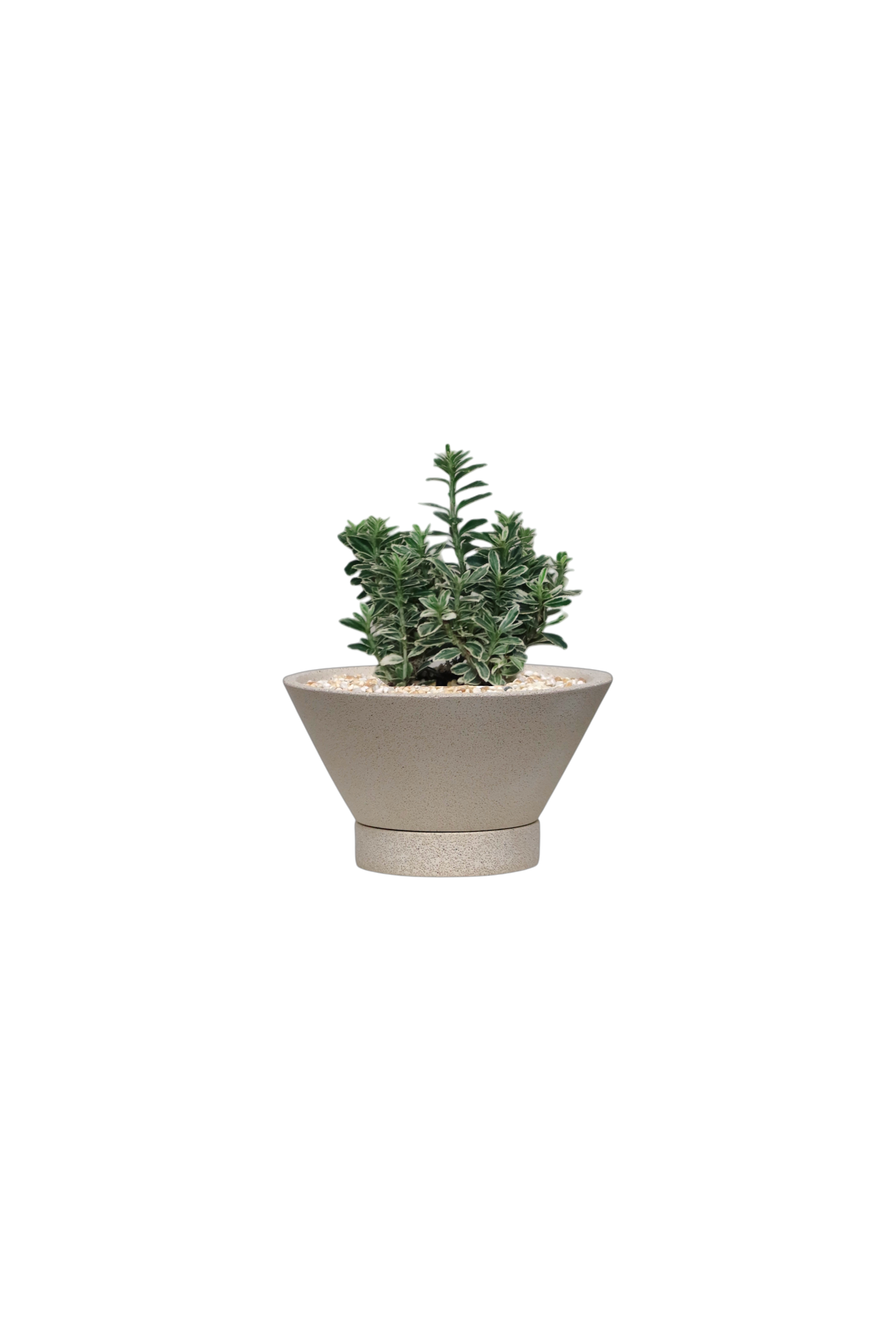 ENKEL V-Shaped Terrazzo Pot with Flat Saucer