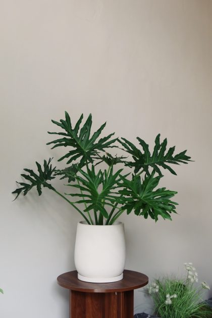 Philodendron Selloum W22cm