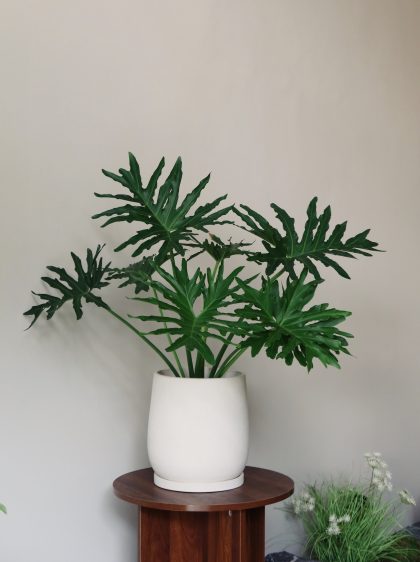 Philodendron Selloum W22cm