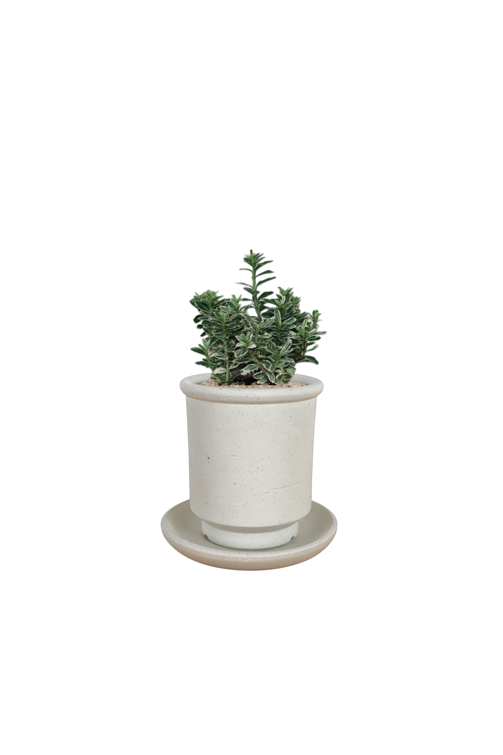 BRRUTO Tall Ceramic Pot