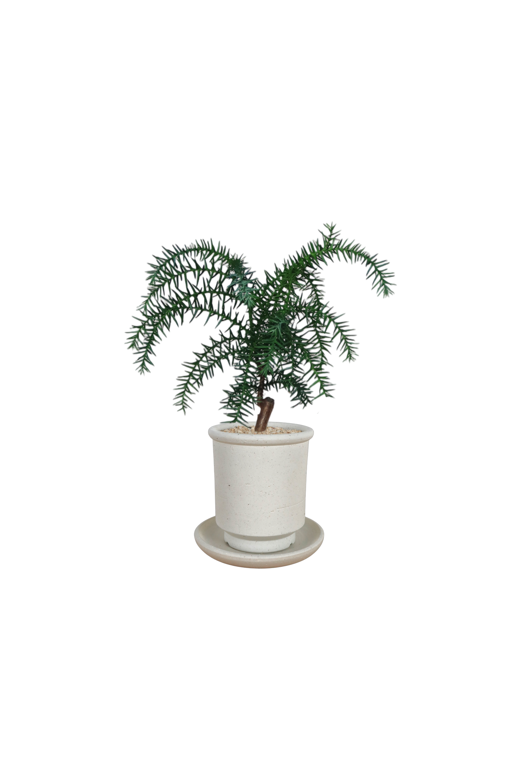 BRRUTO Tall Ceramic Pot