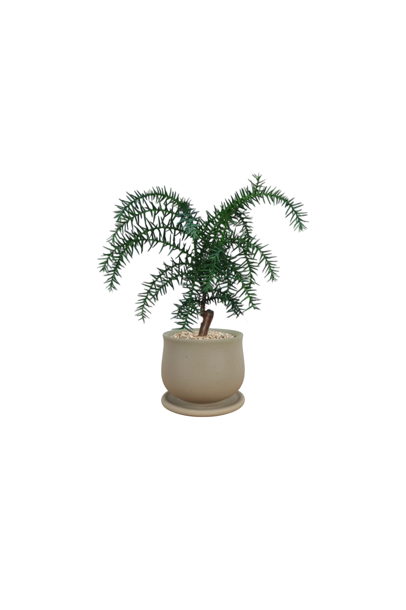 ASKEL Teacup-shaped Ceramic Pot