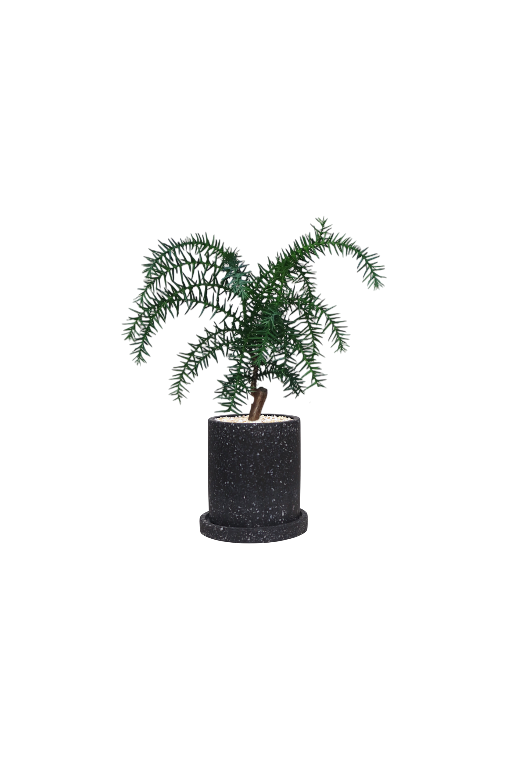 MOTT Terrazzo Pot  W10cm (Black)