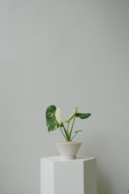 Monstera Thai Constellation W15cm