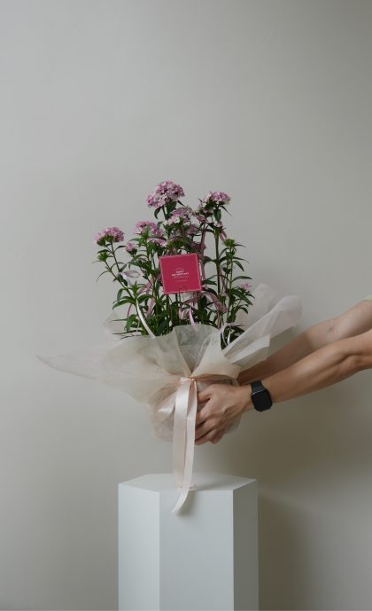 Dianthus Barbatus 'Sweet Williamin' W22cm