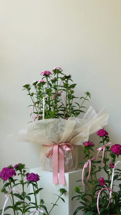 Dianthus Barbatus 'Sweet Williamin' W22cm