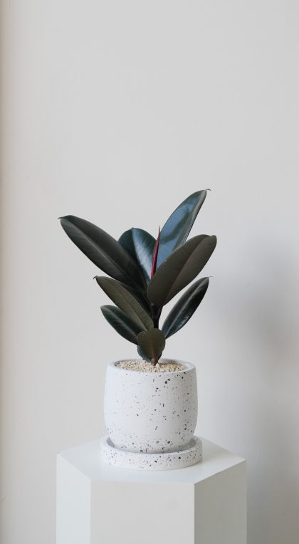 Ficus Elastica 'Burgundy' W15cm