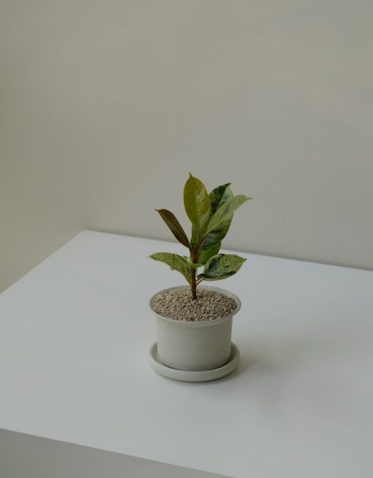 Ficus Elastica 'Shivereana' Imported from Holland 6cm