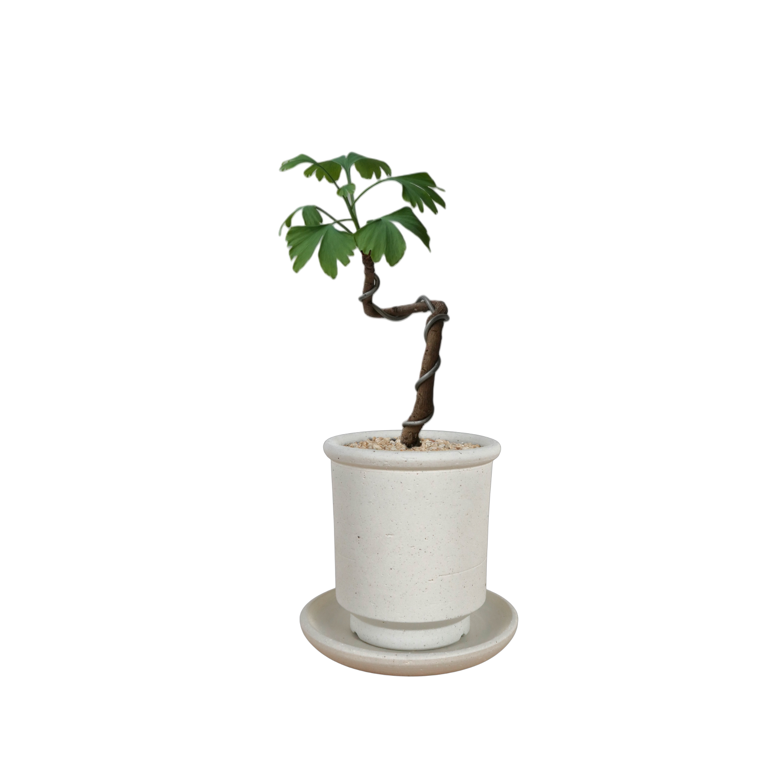 BRRUTO Tall Ceramic Pot