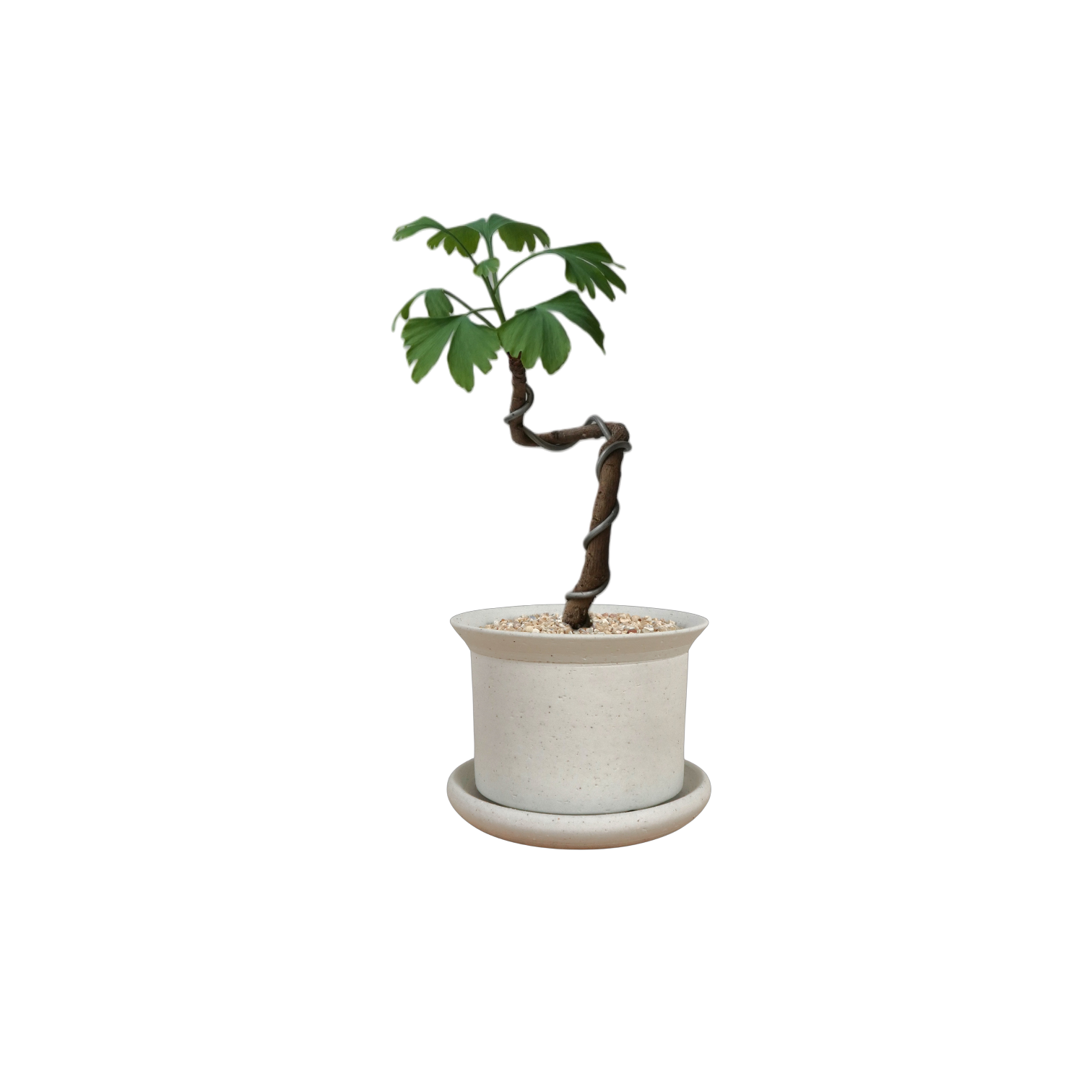 BRRUTO Y Ceramic Pot