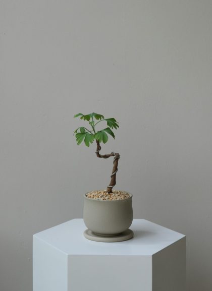Ginkgo Biloba 'Ginkgo Bonsai'