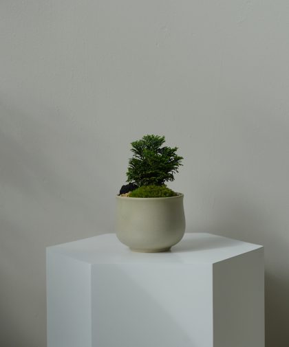 Hinoki Cypress Bonsai (S)
