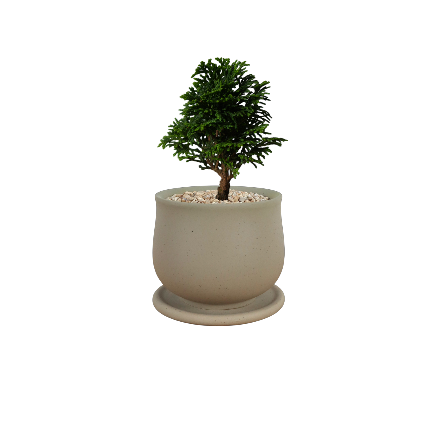 ASKEL Teacup-shaped Ceramic Pot