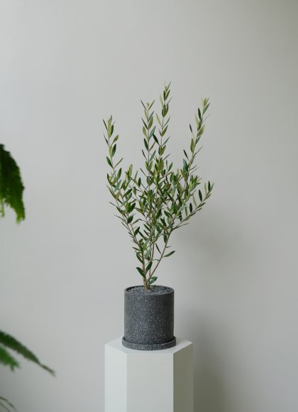 Olive 'Hinakaze' Imported from Japan W18cm (Black Pot)