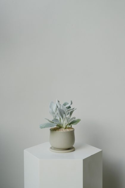 Senecio 'Angel Wings' Imported from Japan W7.5cm