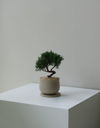 Juniperus Chinensis Bonsai (Small) W8cm Round Pot