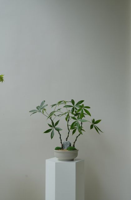 Pachira Aquatica 'Fortune Tree' (3 Stems - Small)