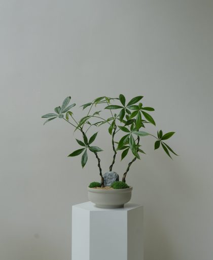 Pachira Aquatica 'Fortune Tree' (3 Stems - Small)