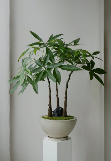 Pachira Aquatica 'Fortune Tree' (3 Stems)