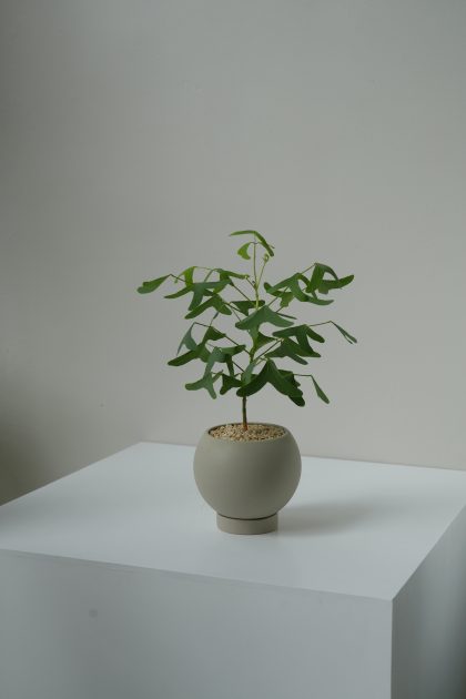 Erythrina vespertilio 'Batswing Coral Tree' Imported from Japan W13.5cm
