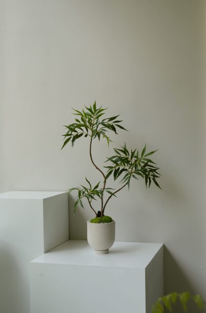Faux Berberis Fortunei H0.8m