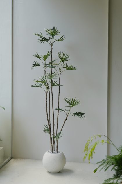Faux Rhapis Multifida H1.8m